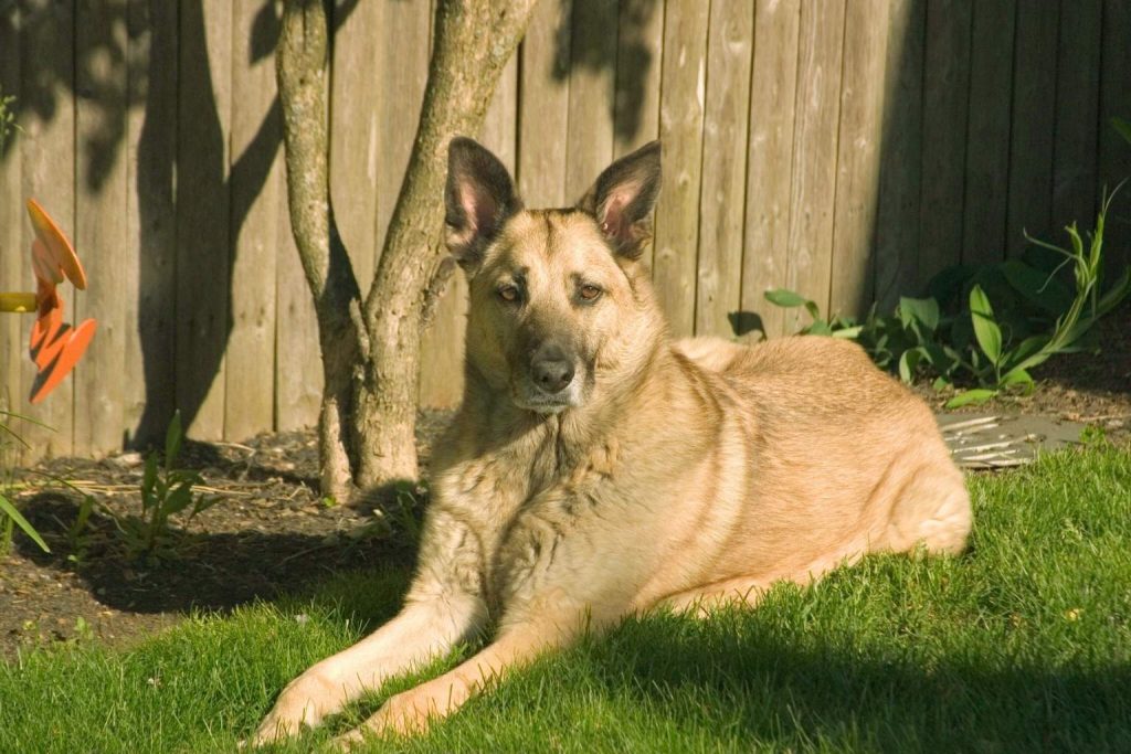 Tan Chinook Dog with darker muzzle and erect ears lying alert on green grass in a sunny backyard setting.