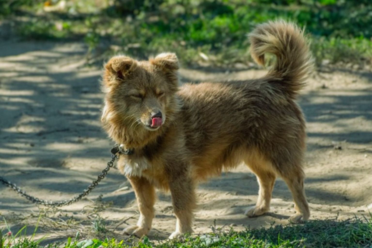 Alopekis dog with shaggy brownish-red fur standing on a sunny sandy path with a chain collar