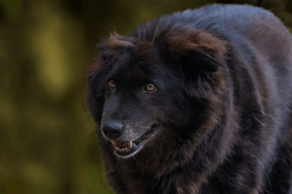 Close-up of a black Bakharwal Dog with amber eyes, thick coat, and open mouth against soft green blurred background