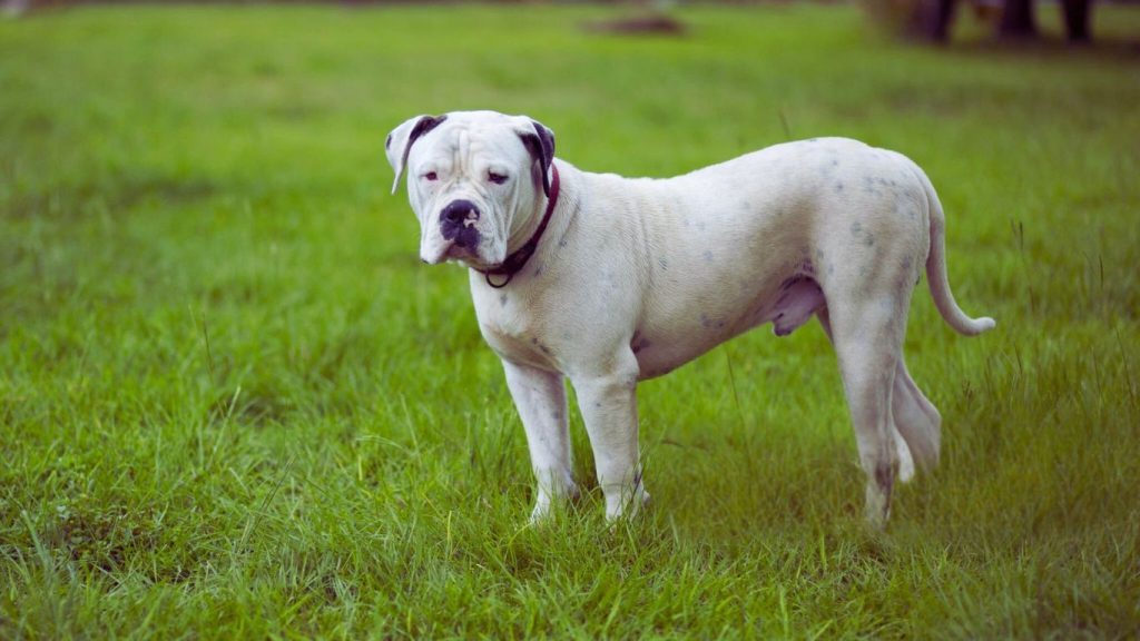 American Bulldog with white coat and dark muzzle stands alert in green grass, wearing a maroon collar in a natural outdoor setting