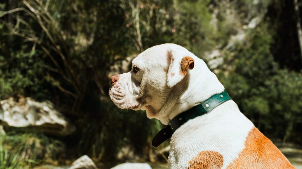 White and light-brown American Bulldog in profile with green leather collar, outdoors with blurred greenery and rocks in background