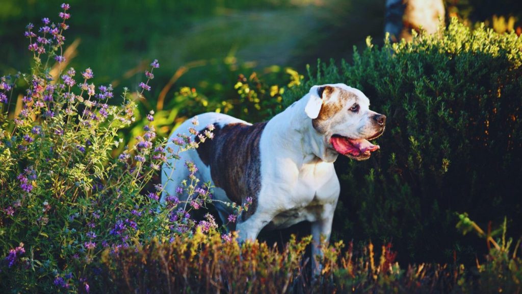 White and brindle American Bulldog in profile stands amid purple flowers and green shrubs in a sunlit garden setting