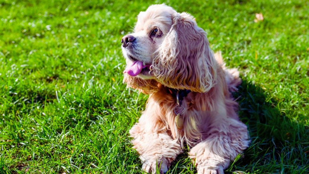 Cream-colored American Cocker Spaniel dog lying in green grass, looking right, with fluffy fur and a dark collar