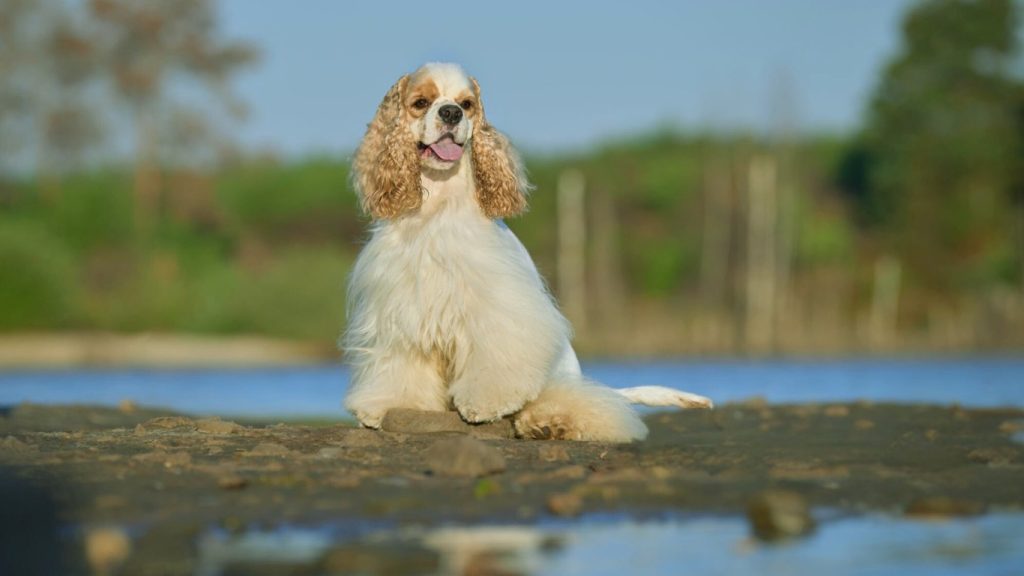 Cream-colored American Cocker Spaniel dog with fluffy fur and brown markings sits by water on a sandy bank
