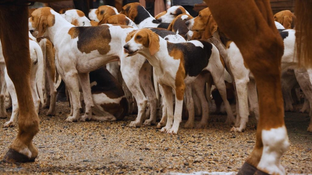 Group of American Foxhound dogs clustered on gravel near horses' legs during a hunt gathering