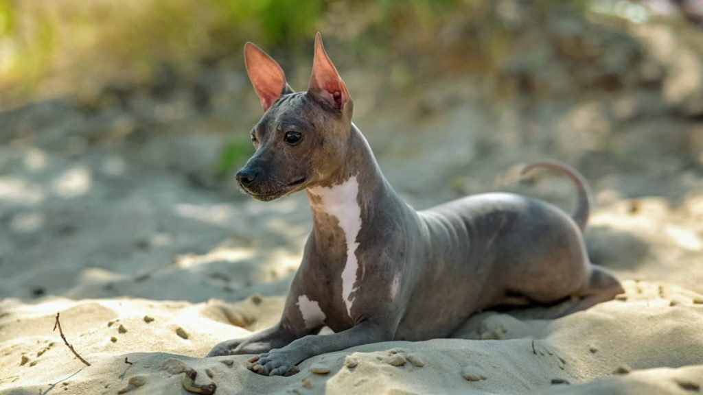 American Hairless Terrier dog lying on a sandy beach with gray and white coat, looking off to the side
