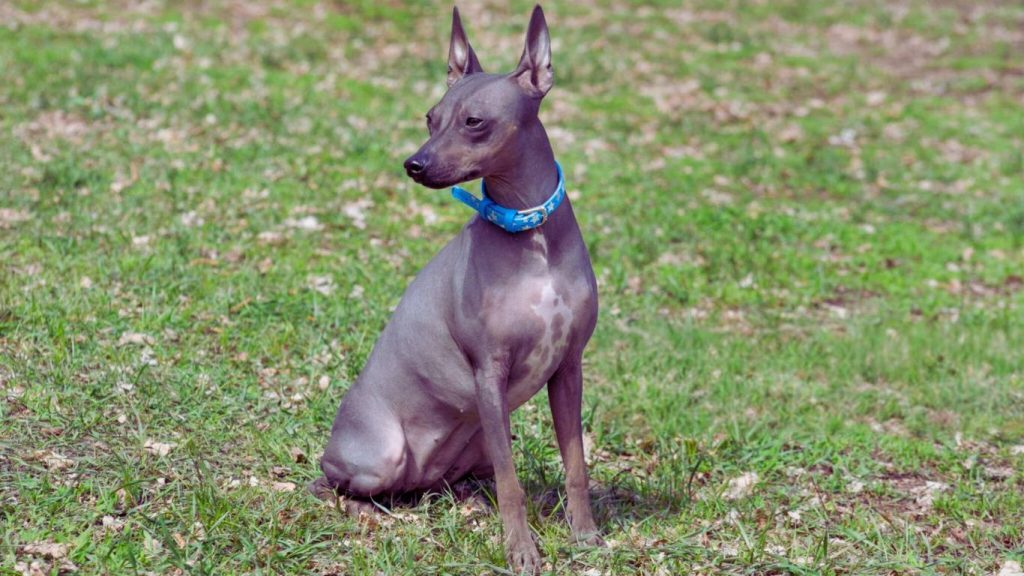 American Hairless Terrier dog sitting on green grass in profile view with gray coat and blue collar
