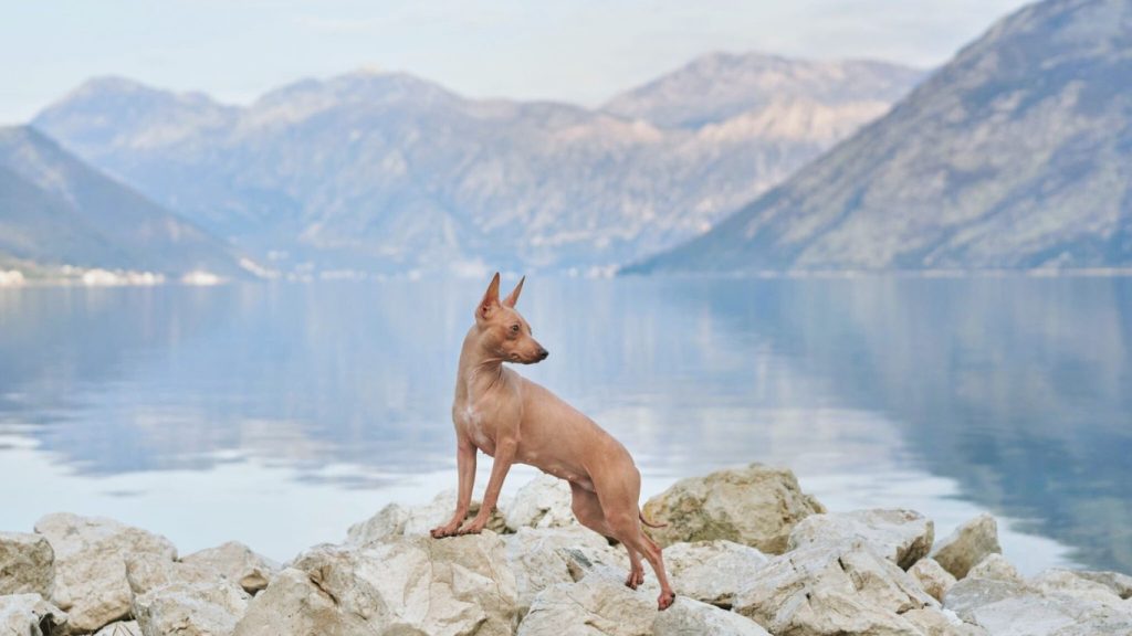 American Hairless Terrier dog stands on rocky shore, looking out at teal water and distant mountains
