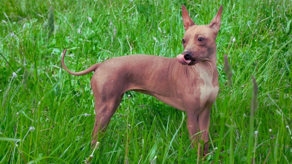 American Hairless Terrier dog with reddish-brown coat standing in a grassy field, looking toward the camera
