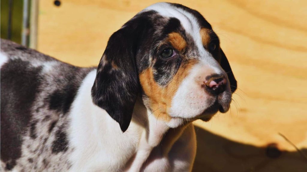 Close-up of a young American Leopard Hound dog with mottled coat and striking greenish-blue eyes against a wooden background