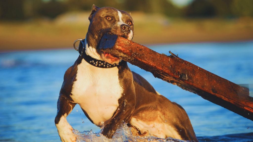 American Pit Bull Terrier carrying wood in its mouth while running through chest-deep water
