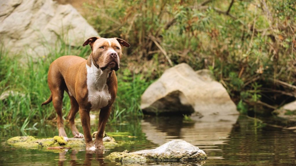 American Pit Bull Terrier standing on rocks in a shallow stream, reddish-brown coat with white chest patch
