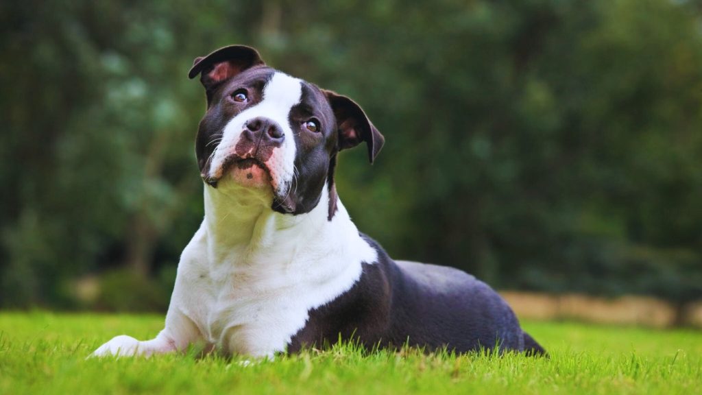 American Staffordshire Terrier dog lying on green grass, looking upward in a relaxed outdoor setting
