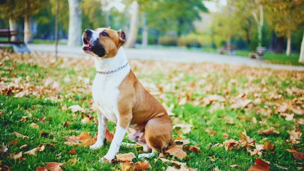 American Staffordshire Terrier dog sitting on autumn leaves in a park, looking up alertly with ears perked
