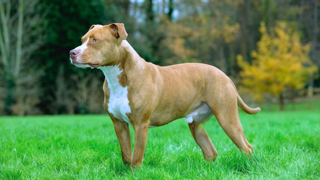 American Staffordshire Terrier dog standing alert on green grass with reddish-brown and white coat
