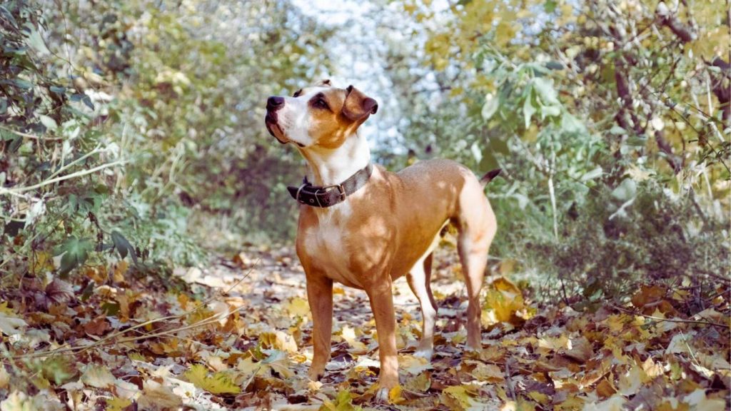 American Staffordshire Terrier dog stands on autumn leaf-covered path, looking up with erect ears and wearing a dark collar
