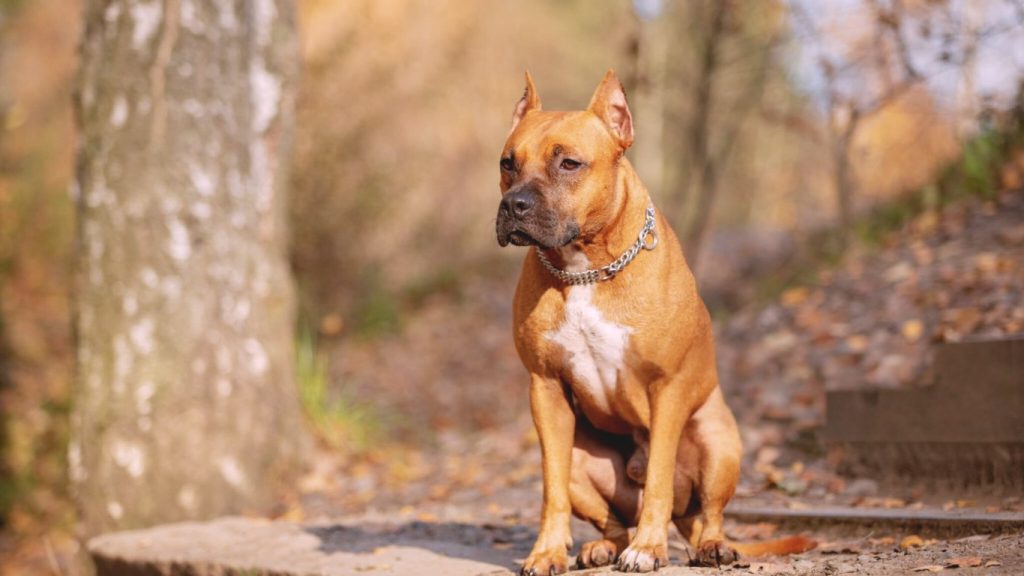 American Staffordshire Terrier dog with chain collar sitting on a forest path in autumn light
