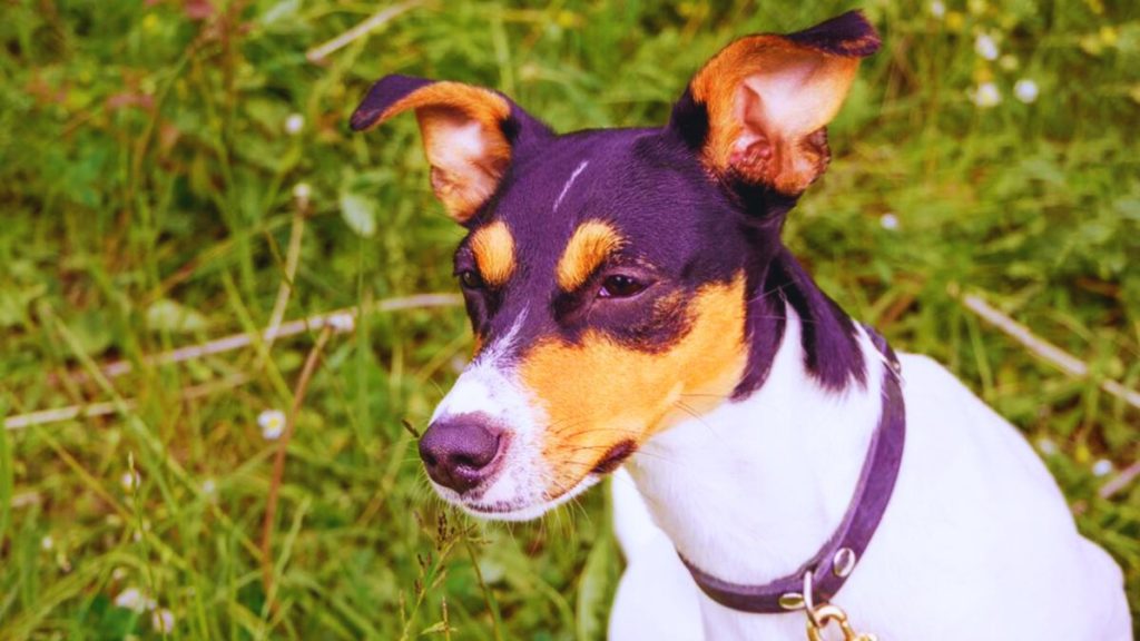 Andalusian Terrier dog with tri-colored coat sitting in grassy field with white flowers

