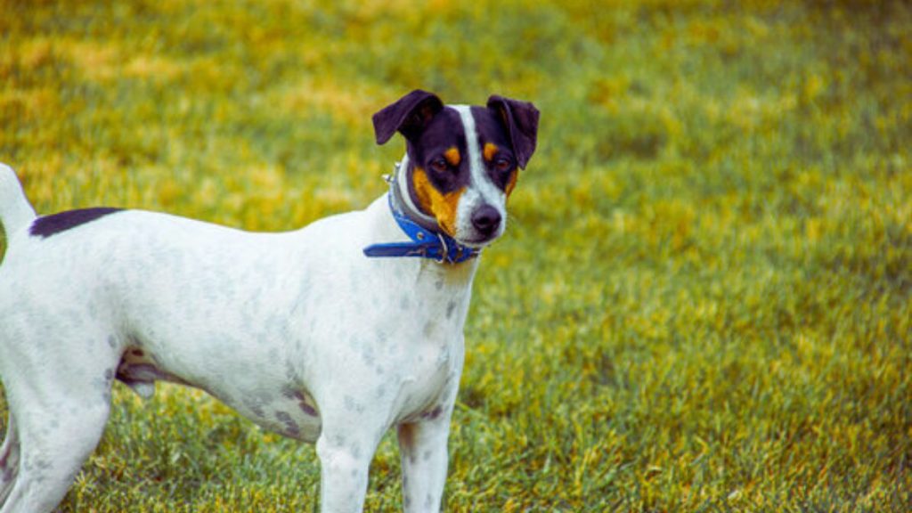 Andalusian Terrier Dog with black and tan markings stands in grassy field wearing a dark collar, looking off to the side
