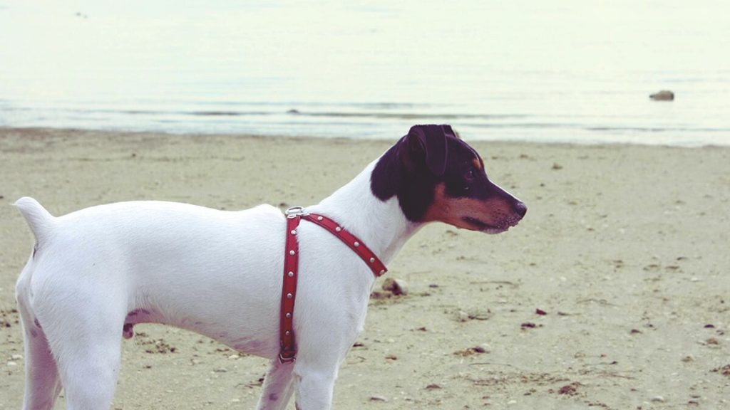 Andalusian Terrier Dog with black markings stands on sandy beach wearing red harness
