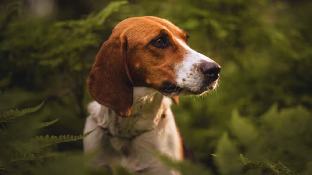Anglo-Français de Petite Vénerie dog standing in profile among lush green forest foliage