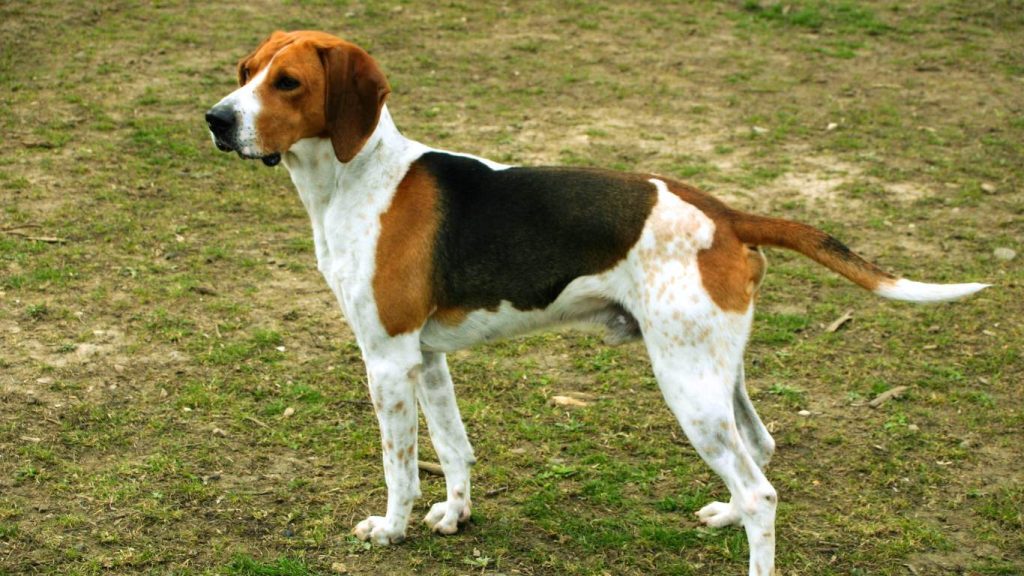 Anglo-Français de Petite Vénerie Dog standing alert on patchy grass and dirt with tricolor coat