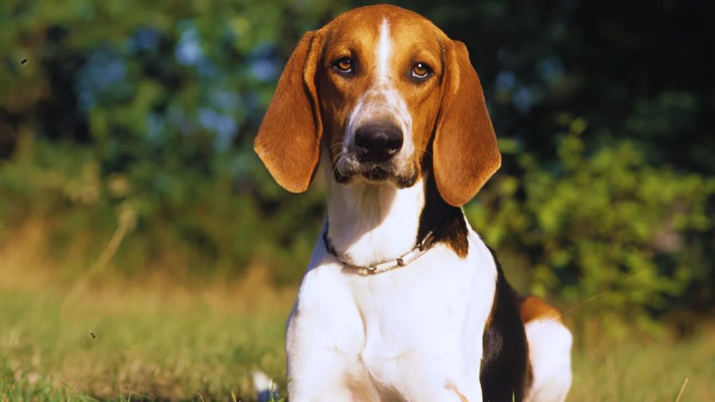 Anglo-Français de Petite Vénerie dog sitting alertly on a grassy field with reddish-brown and white coat