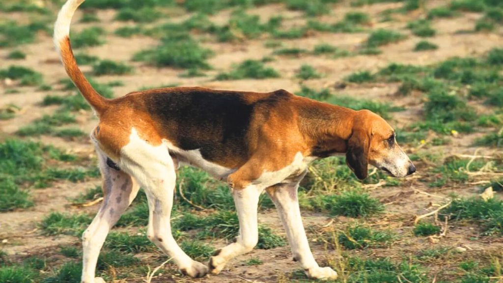 Anglo-Français de Petite Vénerie dog walking on grassy, dry dirt path in natural outdoor setting