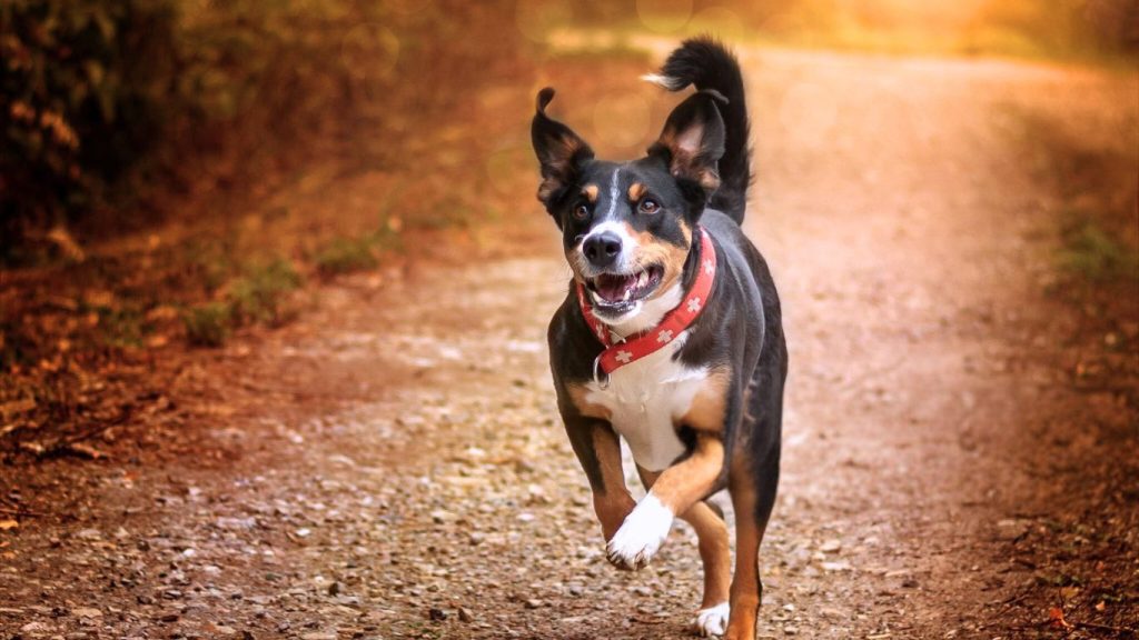 Appenzeller Sennenhund dog running on a gravel path with red snowflake collar, black, white, and brown coat

