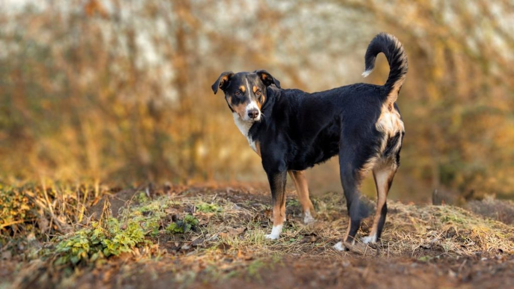Appenzeller Sennenhund dog with black, brown, and white coat standing on dried grass in a wooded area
