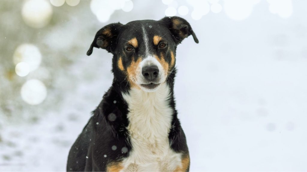 Appenzeller Sennenhund dog with black, tan, and white fur standing alert in a snowy landscape
