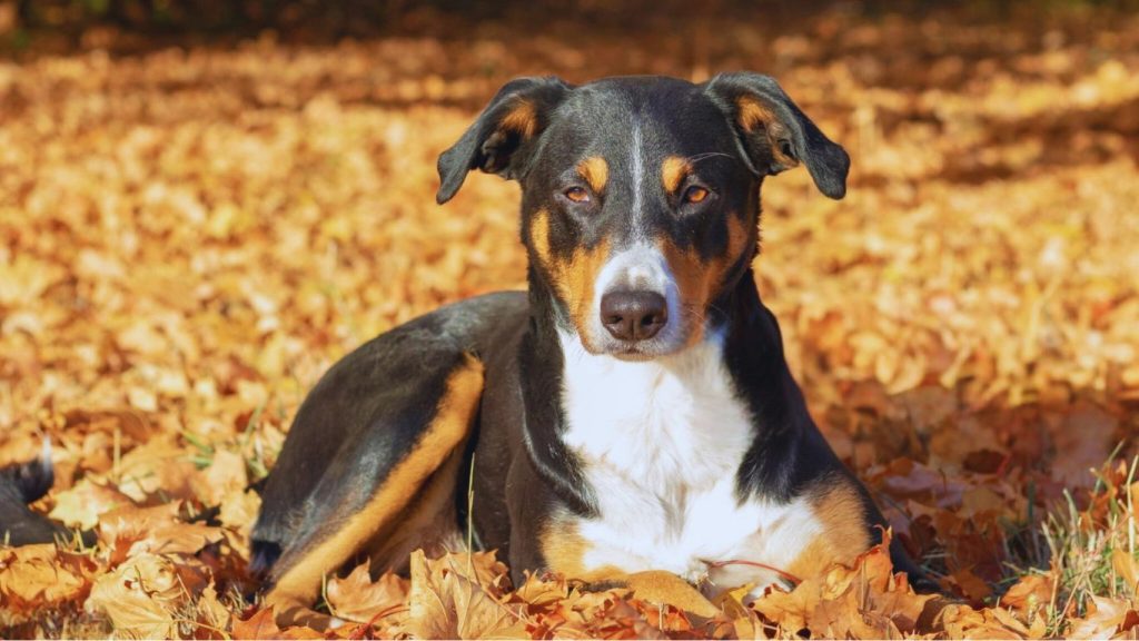 Appenzeller Sennenhund dog resting on golden autumn leaves, black, white, and tan coat in sunny outdoor scene
