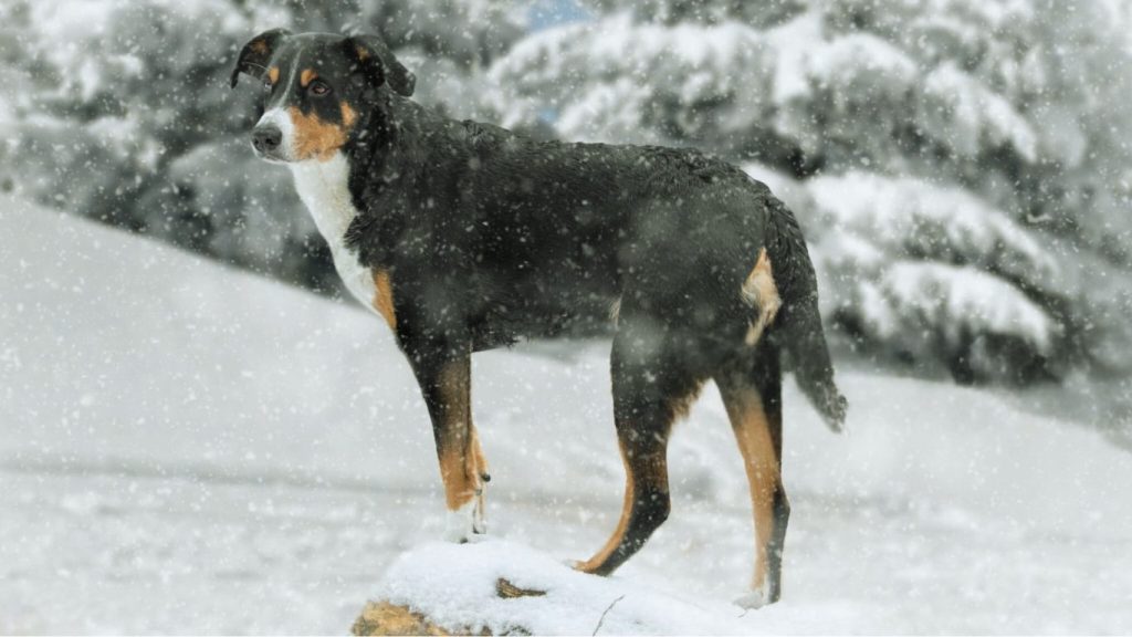 Appenzeller Sennenhund dog standing alert on snowy mound with black, tan, and white coat, snowy trees in background
