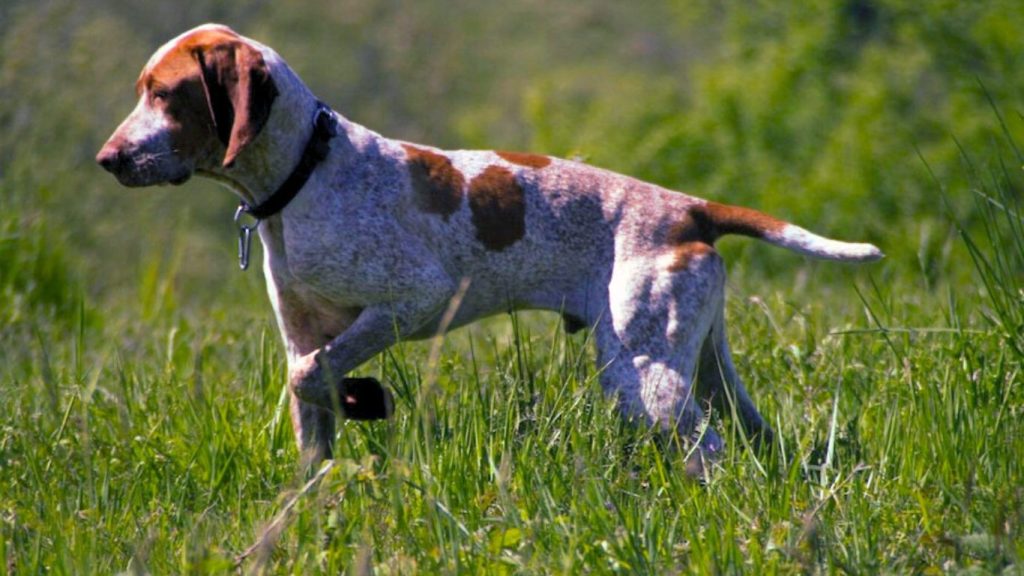 Ariege Pointer dog with white and reddish-brown spots in tall green grass, wearing a dark collar, captured mid-motion