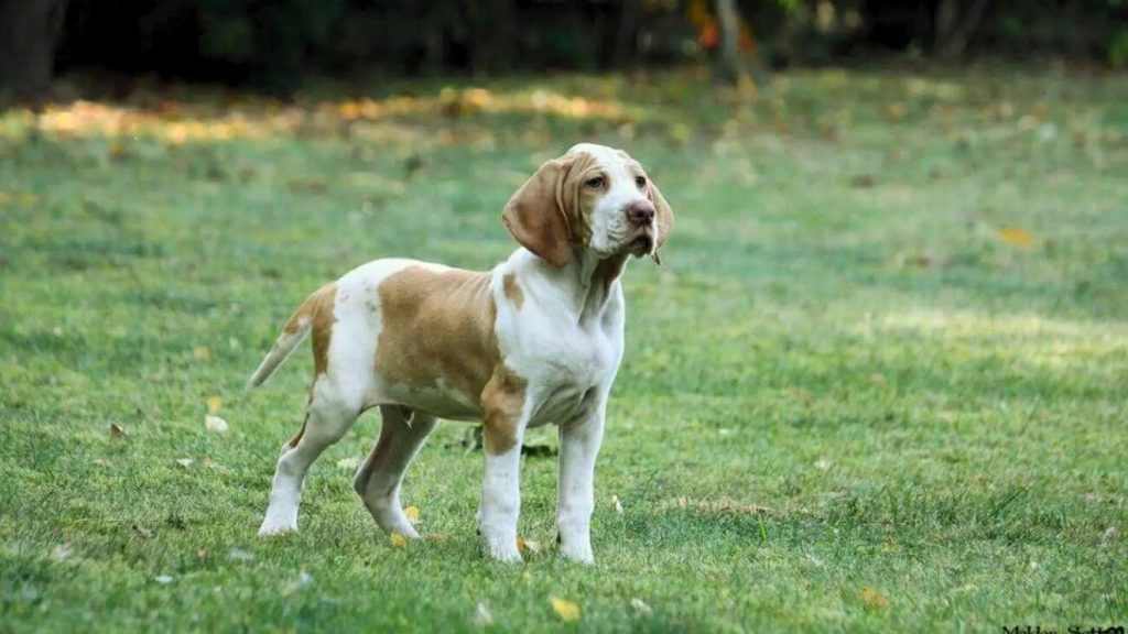 Ariege Pointer dog with light tan and white coat stands alert in grassy field with blurred trees and scattered leaves