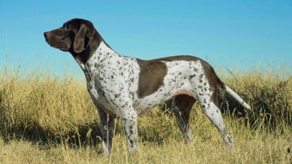 Ariege Pointer dog standing alert in tall dry grass, showing brown and white speckled coat under clear blue sky