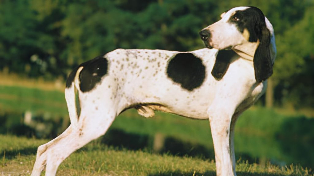 Ariegeois Dog with white coat and black spots stands alert in grassy field with blurred green trees in background.