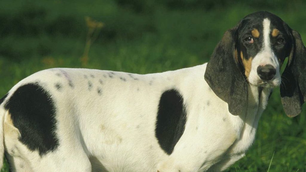Ariegeois Dog standing in grassy field under daylight, showing black and white markings, long floppy ears, and alert upright posture