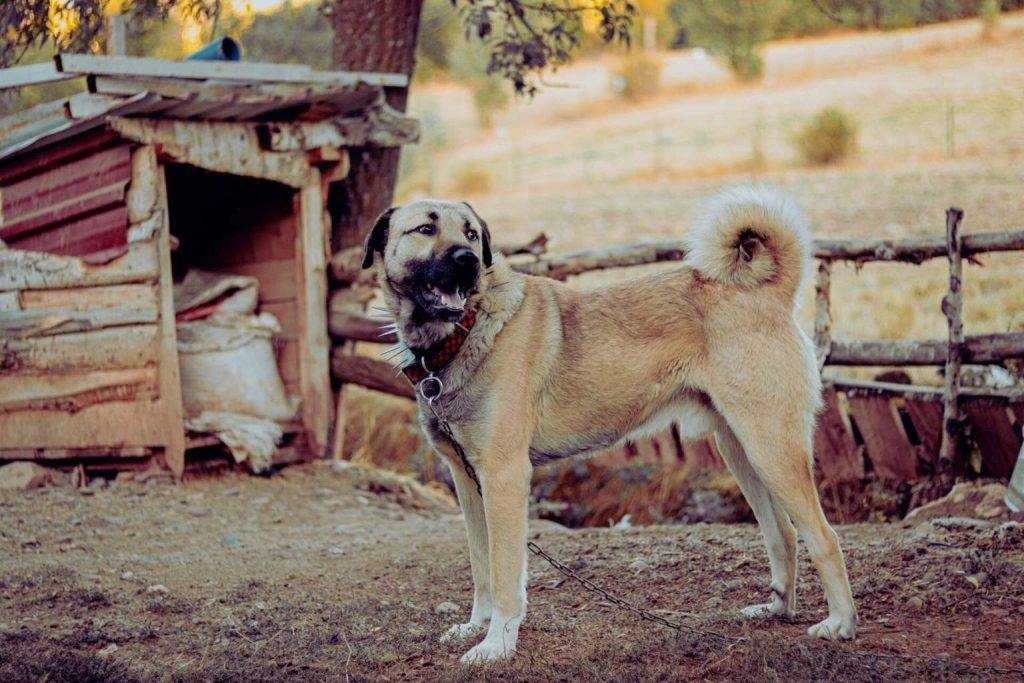 Light beige Armenian Gampr Dog with shaggy fur and red collar stands on dry earth near rustic dog house