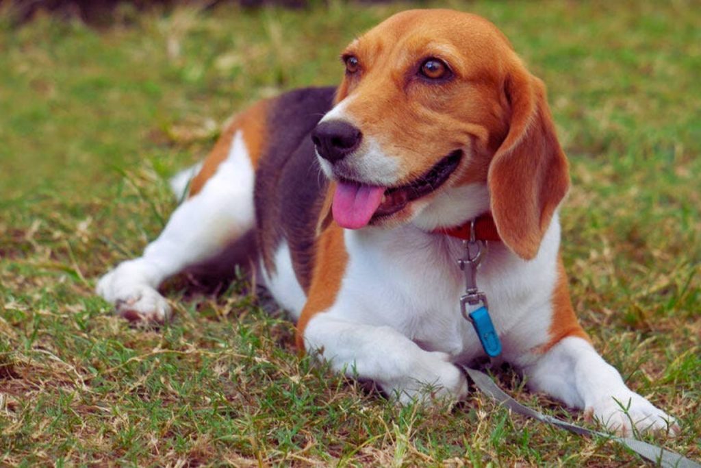 Artois Hound dog with reddish-brown and white coat lies on dry grass, mouth open, wearing maroon collar and gray leash