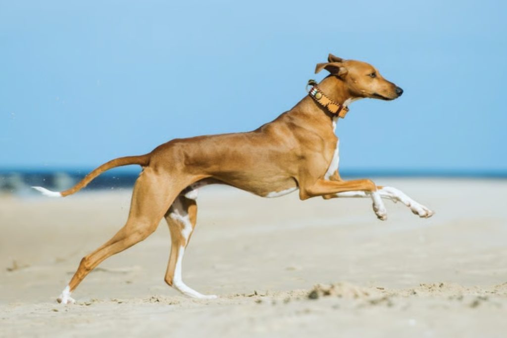 Azawakh dog with reddish-brown coat runs on sandy beach, tan leather collar, clear blue sky background