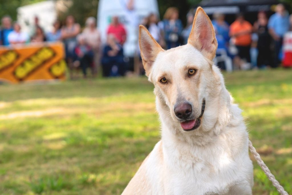 Alert light tan Can de Palleiro Dog with upright ears, on a leash, in a lively outdoor event setting.