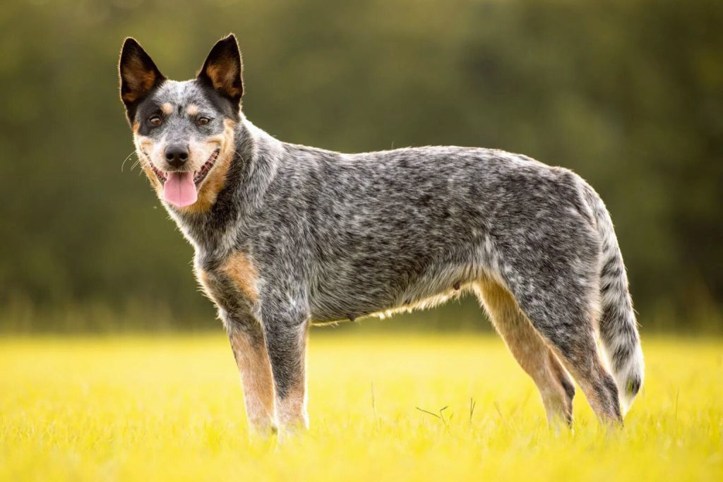 Australian Cattle Dog with speckled gray-blue coat stands in vibrant yellow grass field

