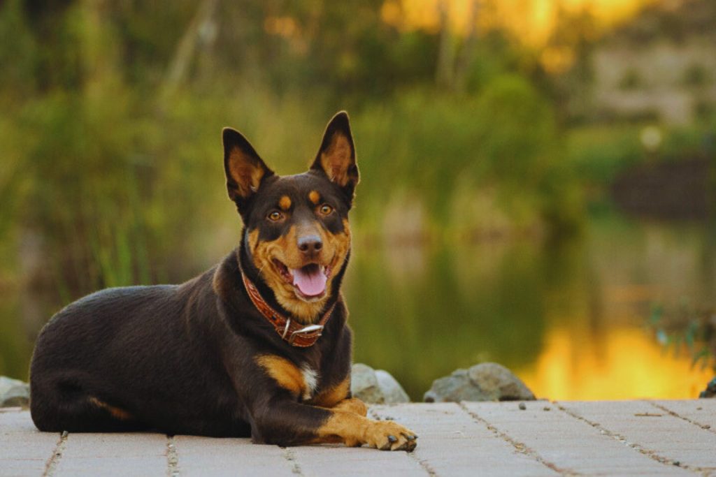 Australian Kelpie dog with dark brown and tan fur lies on pavement, ears perked, water and trees blurred in the background
