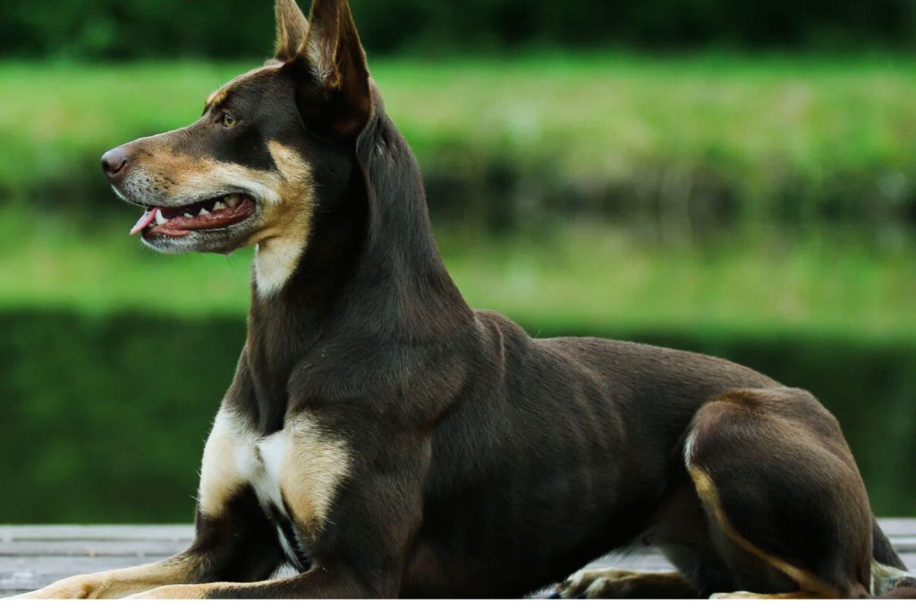 Brown and tan Australian Kelpie Dog lies on wooden surface, tongue out, with green foliage and water blurred in background