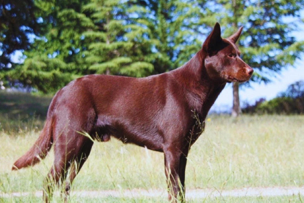 Australian Kelpie Dog stands alert in profile on grassy field with tall grass and trees in bright outdoor daylight