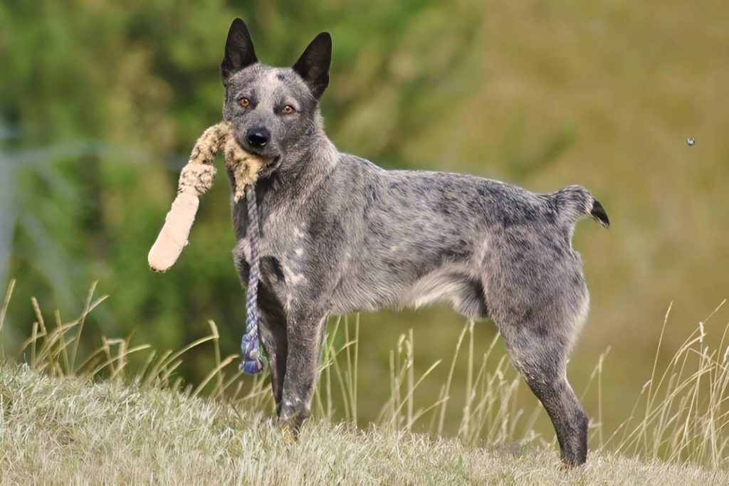 Australian Stumpy Tail Cattle Dog on grassy hill with mottled coat and toy rope in mouth, background blurred

