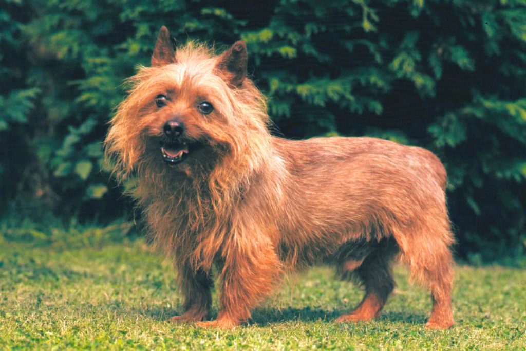 Australian Terrier dog with reddish-brown shaggy coat stands alert on grass with blurred green trees in background

