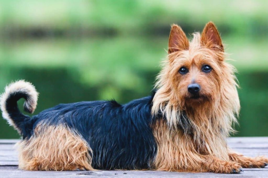 Australian Terrier dog with reddish-brown coat rests on wooden surface, alert, with green foliage blurred in background

