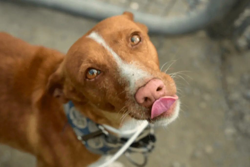 Close-up of Austrian Pinscher dog with light reddish-brown fur, white facial stripe, and light blue collar looking at camera

